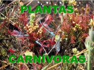 Plantas carnívoras